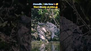 Crocodile🐊bite force🐕‍🦺😳  crocodile attack  Wildshikaari007  shorts nature wild [upl. by Ciprian]