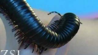 Giant Millipede  Close Up [upl. by Hoehne928]