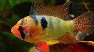 Top 8 Stunning Centerpiece Fish for Your Community Tank [upl. by Ellezig]