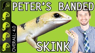 Peters Banded Skink The Best Pet Lizard [upl. by Babcock]