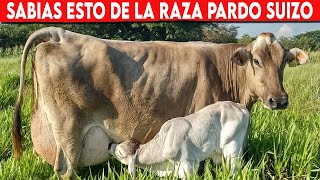 🔴 Sabias Esto Sobre La Raza PARDO SUIZO ✅ Vacas Lecheras  Doble Propósito [upl. by Dihaz]