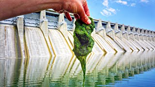 FOOD CHAIN Fishing Challenge At MASSIVE SPILLWAY Starting With Moss [upl. by Uuge]