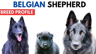 Belgian Sheepdog Breed Profile History  Price  Traits  Belgian Sheepdog Grooming Needs  Lifespan [upl. by Aiet]