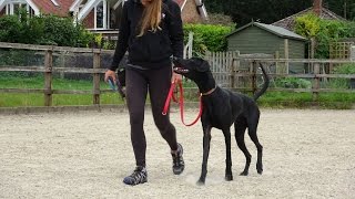 Maximus  Doberman x Weimaraner  3 Weeks Residential Dog Training [upl. by Gnilhsa472]