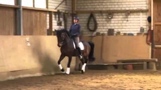 Abrodite 11yearold FEI Dressage horse for sale [upl. by Idleman]