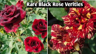 Rare Black Rose Verities in 🌎 world nursery garden [upl. by Christin]