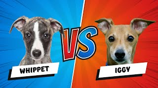 Italian Greyhound vs Whippet Dog Which is Better Dog vs Dog [upl. by Esserac]