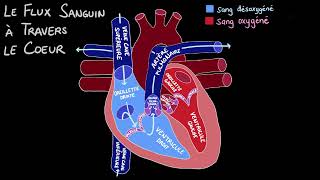 La circulation sanguine dans le cœur [upl. by Nireves100]
