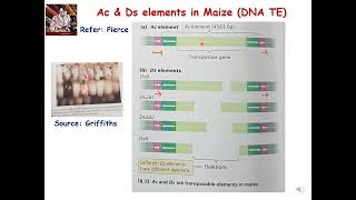 Transposons Ac Ds elements of Maize botany genetics biology [upl. by Basir]