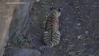 Endangered Tiger Cubs Take First Steps in Zoos Outdoor Habitat [upl. by Charmane]