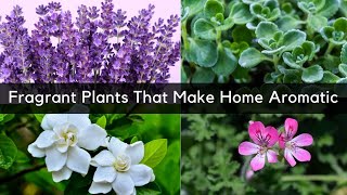 15 Fragrant Plants To Grow Indoors  Indoor Plants That Make Home Aromatic  Plants That Smell Good [upl. by Treve]