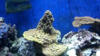 Reef Aquarium Hitchhiker Worms Spawning amp Reproducing [upl. by Eeladnerb]