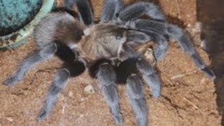 Aphonopelma anaxTexas tan tarantula feeding [upl. by Ahsenyt566]