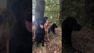 Todays team pheasantshooting labradorretriever chocolatelab foxredlab shorts [upl. by Bonnibelle]