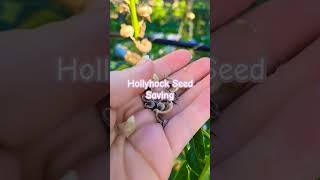 Seed Saving Series Hollyhocks seedsaving hollyhock [upl. by Snook997]