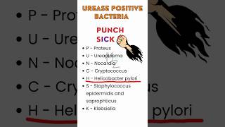 UREASE POSITIVE BACTERIA medzukhruf bacteriology urea bacteria helicobacterpylori [upl. by Coombs50]