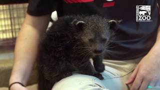 Introducing the New Baby Bearcat  Cincinnati Zoo [upl. by Karrah]