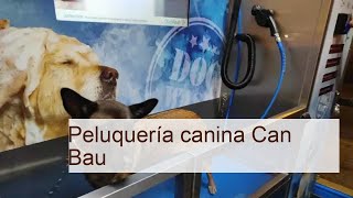 Peluquería canina Can Bau  Barcelona [upl. by Shaina595]