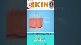 How Skin Works For Homeostasis [upl. by Leinahtan]