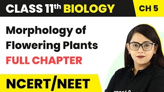 Morphology of Flowering Plants  Full Chapter Explanation  Class 11 Biology Chapter 5  NCERTNEET [upl. by Brenton]