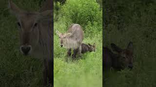 A Newborn Waterbuck shorts [upl. by Ennairb]