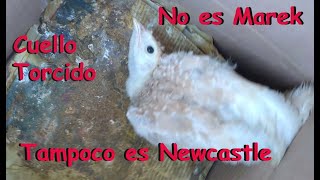 Cuello torcido  No es Marek  No es Newcastle como curar en aves de corral [upl. by Geiss]