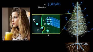 Xylem amp transpiration  Life processes  Biology  Khan Academy Urdu [upl. by Naam]