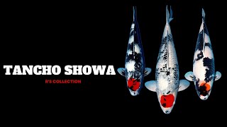 Tancho Showa  Rs Collection [upl. by Ahsimac]