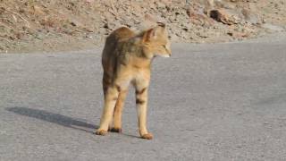 Jungle Cat vs Yellowthroated Martens rare video [upl. by Aylmer]