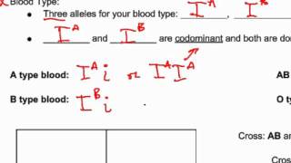 86 Codominance and Multiple Alleles [upl. by Ullund]