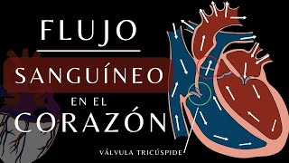 La Circulación Sanguínea a Través del Corazón  Animación del Flujo Cardiaco Anatomía corazon [upl. by Luke]