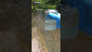 Comparing Stagnant Water vs Running Water Under A Microscope [upl. by Windham]