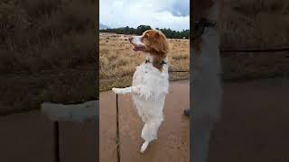 An upright walking dog does exist Check out the magical world of Dexter Dog Ouray mountaindog [upl. by Okemak]