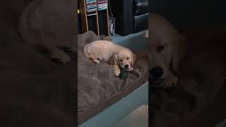 Mocha enjoys his frozen face cloth goldenretrieverpuppy puppyvideos puppyteething [upl. by Luba]