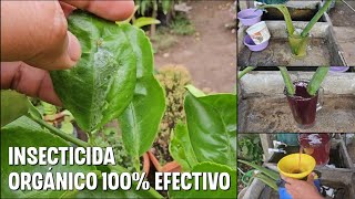 Como hacer poderoso INSECTICIDA Fungicida Y ACARICIDA orgánico de ALOE [upl. by Nrublim]