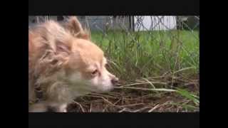 Why dogs roll in things that smellPeter Caine Brooklyn Dog training [upl. by Chak770]