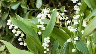 Le muguet  une plante toxique [upl. by Neelra102]