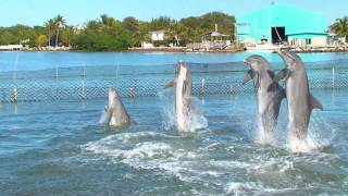 Dolphin Dance Video [upl. by Beulah]