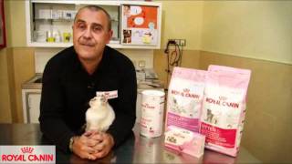 El apareamiento de los gatos  Salud felina Royal Canin [upl. by Anette]