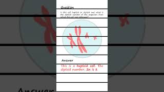 Differentiating Haploid and Diploid cells Q amp A biology genetics [upl. by Cathlene194]