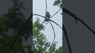 Giant Spider shortspider huntsmanspider [upl. by Anairb382]