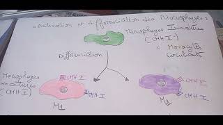 Les MonocytesMacrophages Définition et Caractéristiques [upl. by Neelyk730]