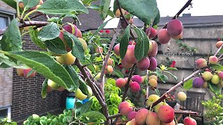 PART 1  GROWING PLUM TREES IN CONTAINER fruit garden shorts [upl. by Romulus]