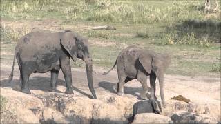 Social behavior in a family of elephants [upl. by Gally]