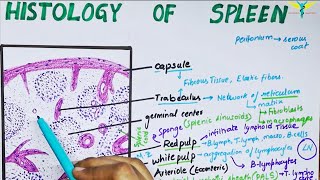 Histology of spleen [upl. by Elttil]