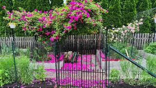 After storm view Watch this video before you buy Zephirine Drouhin Rose Backyard Garden Highlights [upl. by Mab63]