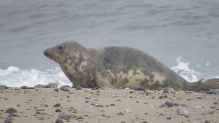 Grey Seals at Winterton Dunes Norfolk UK  part 2 [upl. by Giarc209]