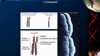 Citologia  Lezione 16 DNA e cromosomi [upl. by Mccomb358]