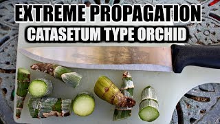 EXTREME PROPAGATION 101  CATASETUM ORCHID [upl. by Haskel]