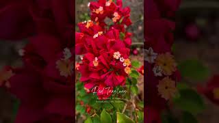 Rare bougainvillea variety Red Tanglung [upl. by Nybor]